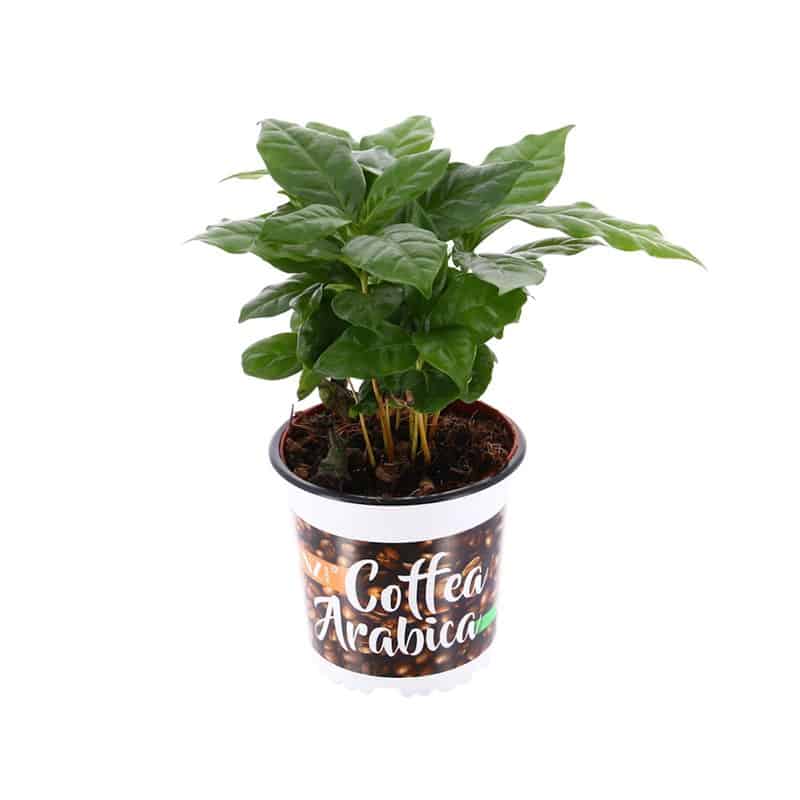 coffea arabica 