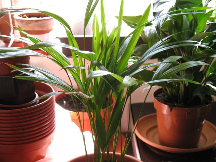 árnyéktűrő szobanövények