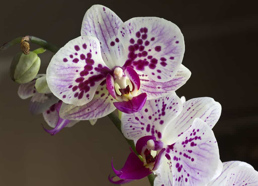 fehér orchidea