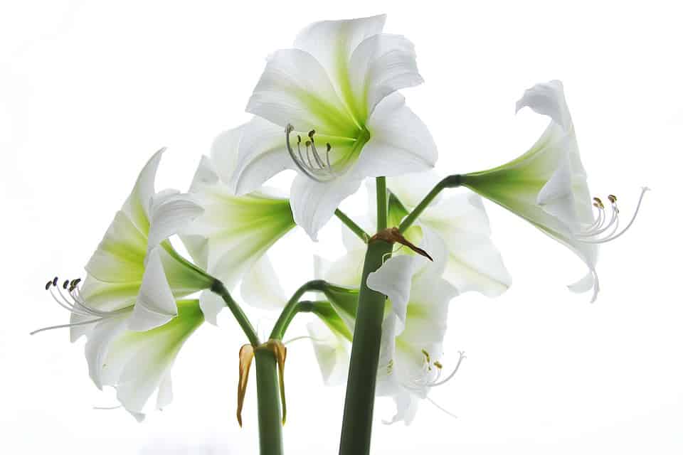 fehér virágú amarilisz