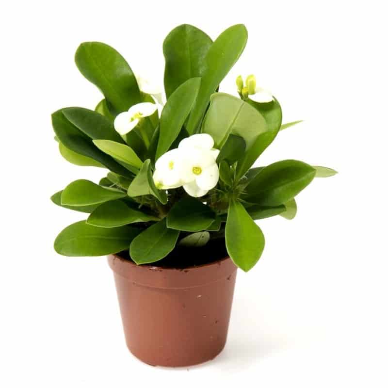Euphorbia milii ‘Creme Supreme’