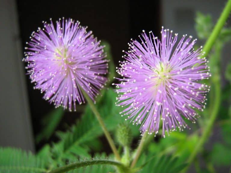 Mimóza virág (Mimosa Pudica) Teljes útmutató