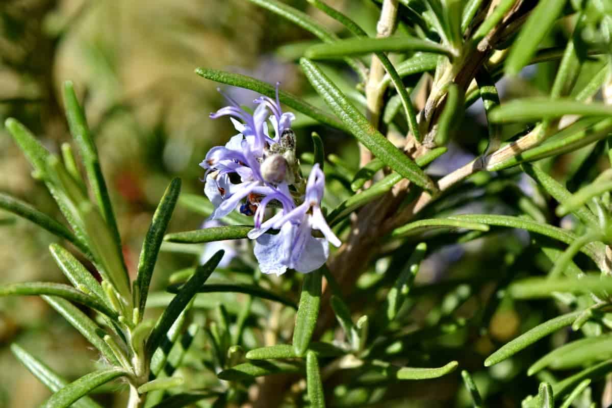 Salvia Rosmarinus