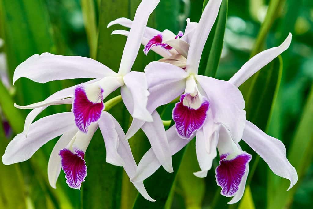 Laelia Orchidea