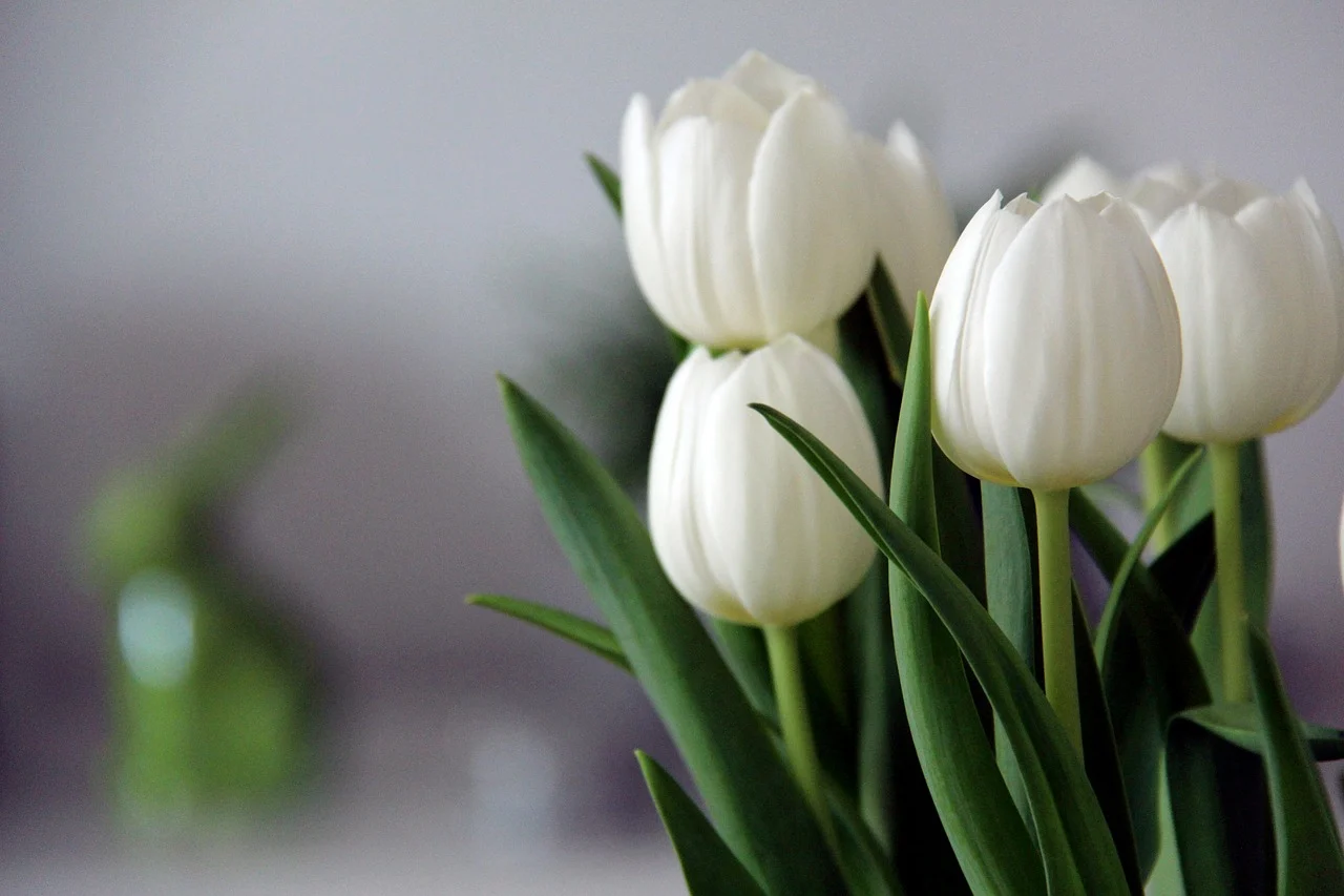 fehér tulipán