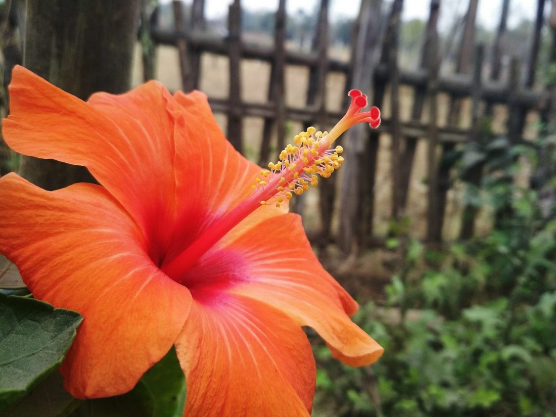hibiszkusz virág narancs színben