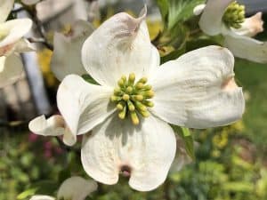 Fehér virágok - 50 csodálatos fehér virágú növény - Kertszepites.com