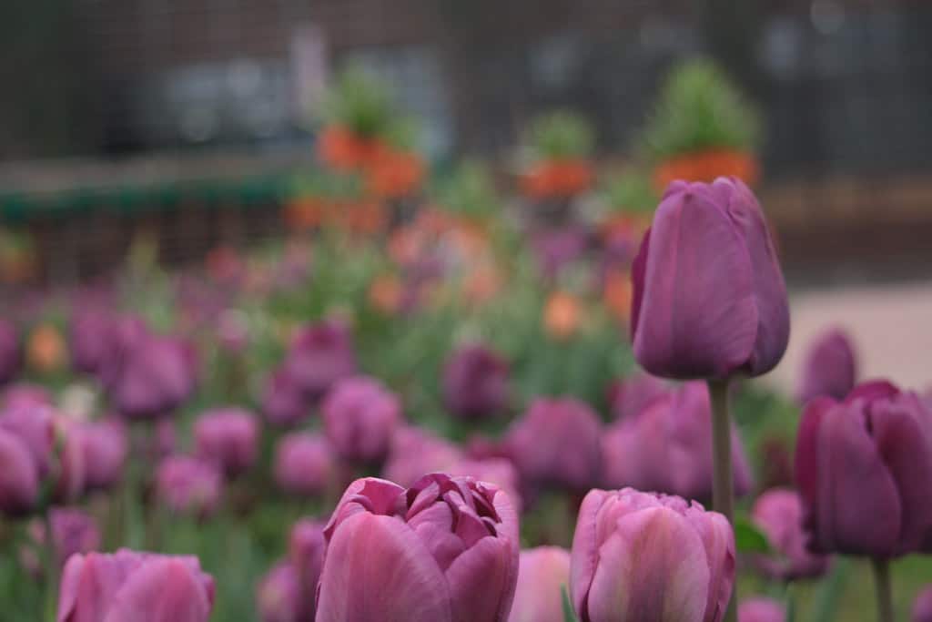 lila tulipán jelentése