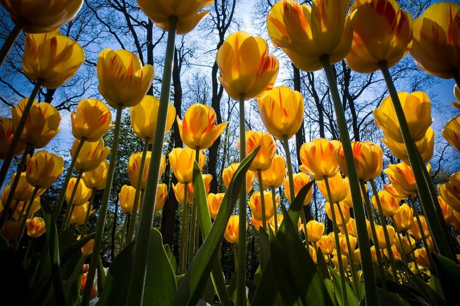 sárga tulipán jelentése