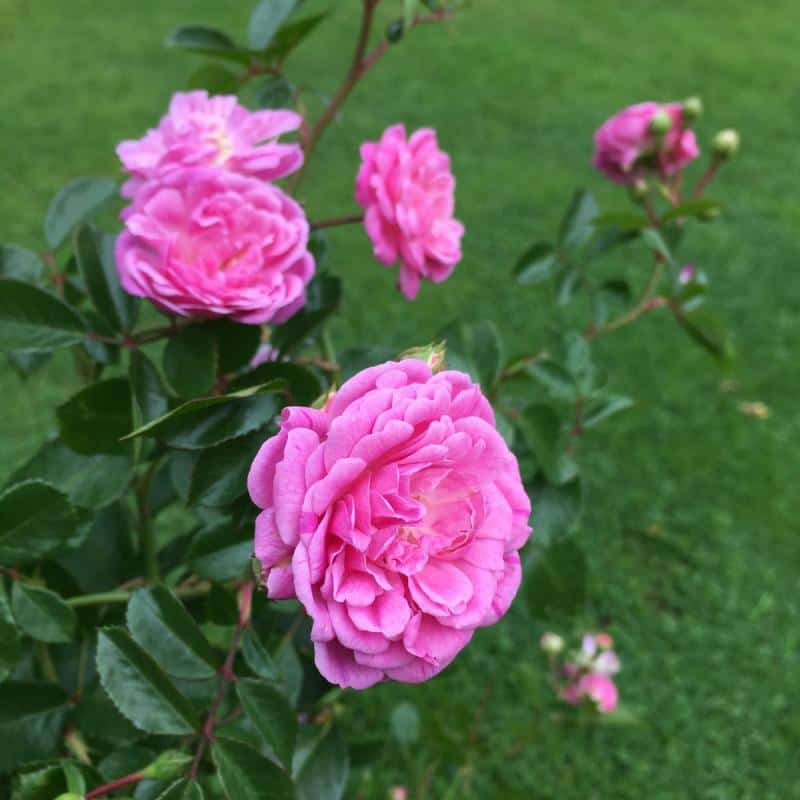 Rosa ‘Rural England’
