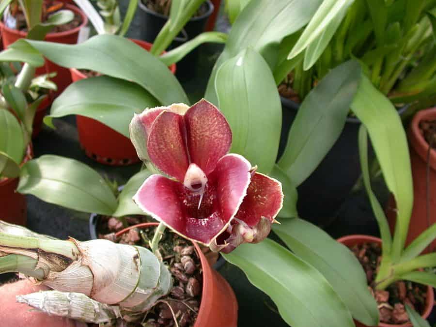 Catasetum Orchid
