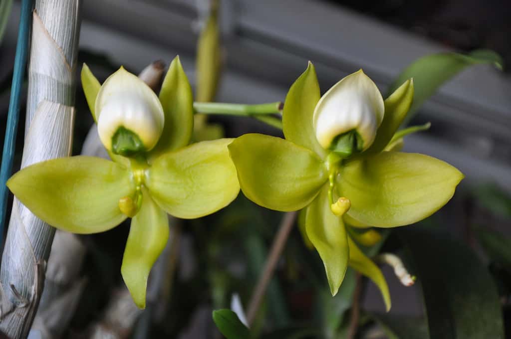 Cycnoches Orchid