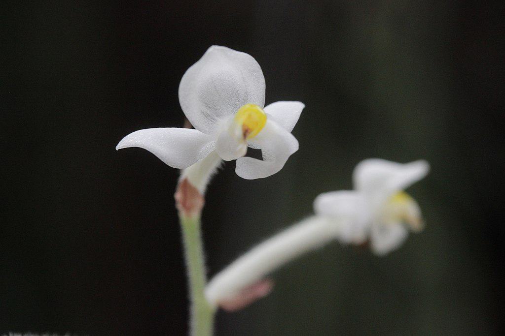 Ludisia Orchid