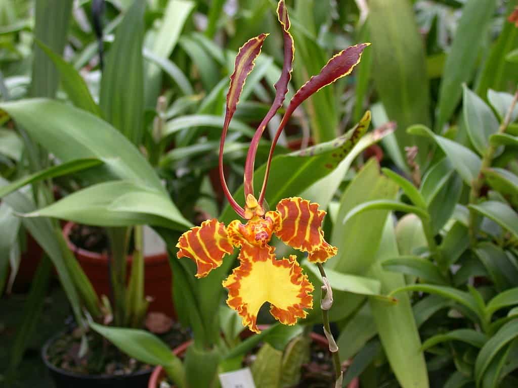 Psychopsis Orchid