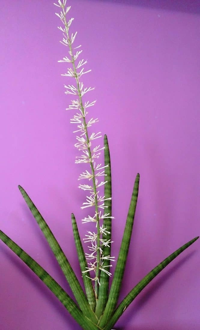 Dracaena angolensis (Sansevieria cylindrica)