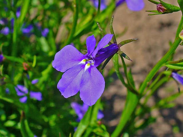 lobélia kék virágzata