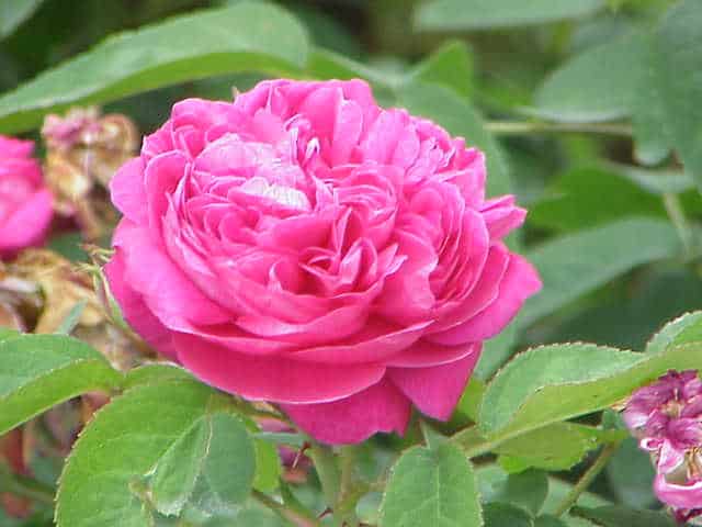 Damaszkuszi rózsa