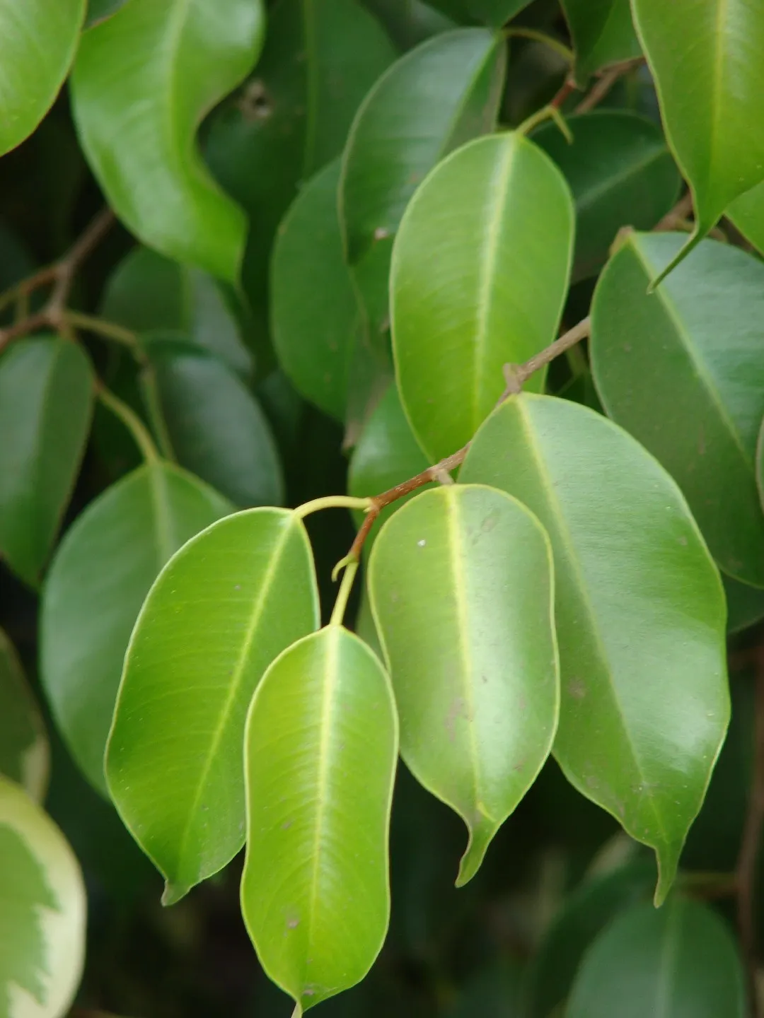 Ficus Benjamina levelei