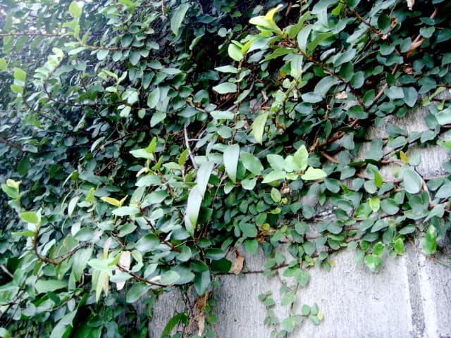 Ficus Pumila