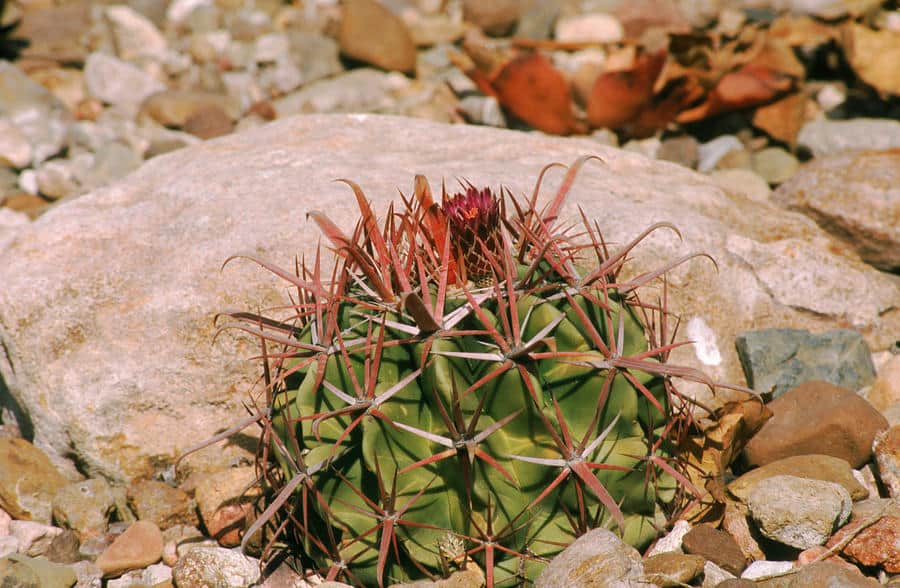 Ferocactus latispinust