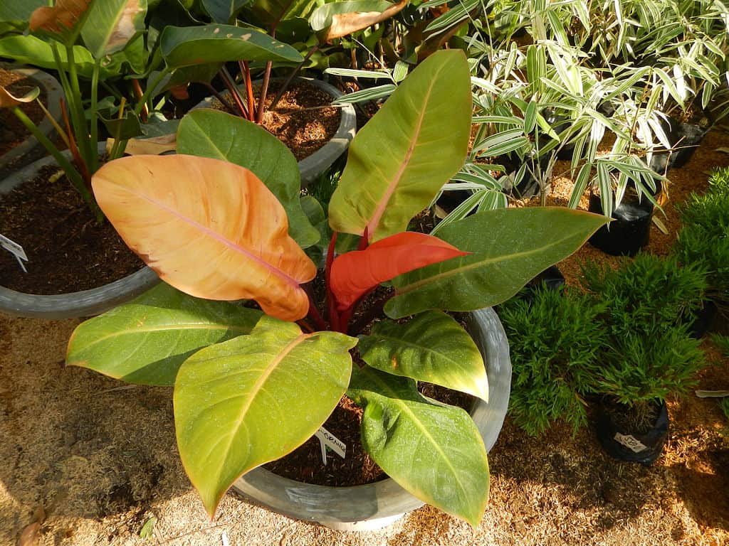 Philodendron 'Prince of Orange' növény