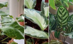 14 csodálatos Calathea fajta – Fedezd fel a természet színes kincseit!