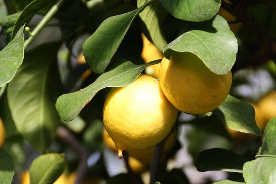 citromfa teleltetése